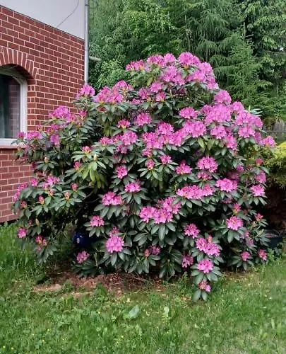 Bed & Breakfast Gorskie Zacisze 7 Borowice